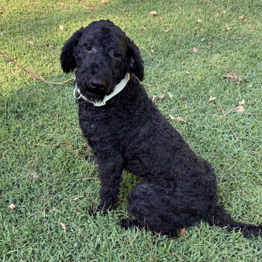 Jo Jo, Adopted, Adult Female Poodle.