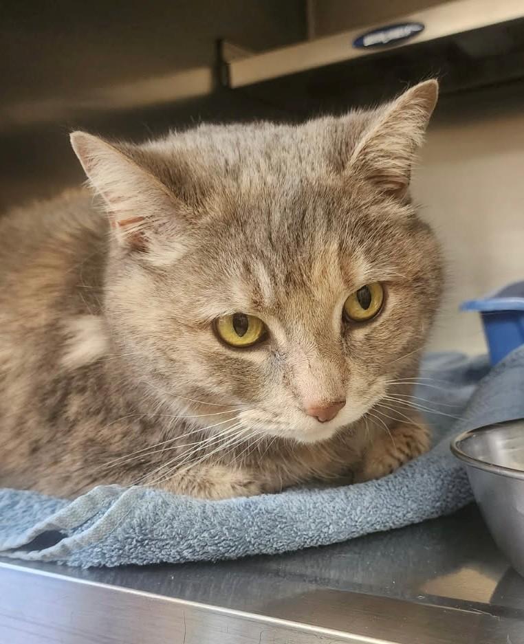Snowy, ADOPTABLE, Adult Female Domestic Short Hair.
