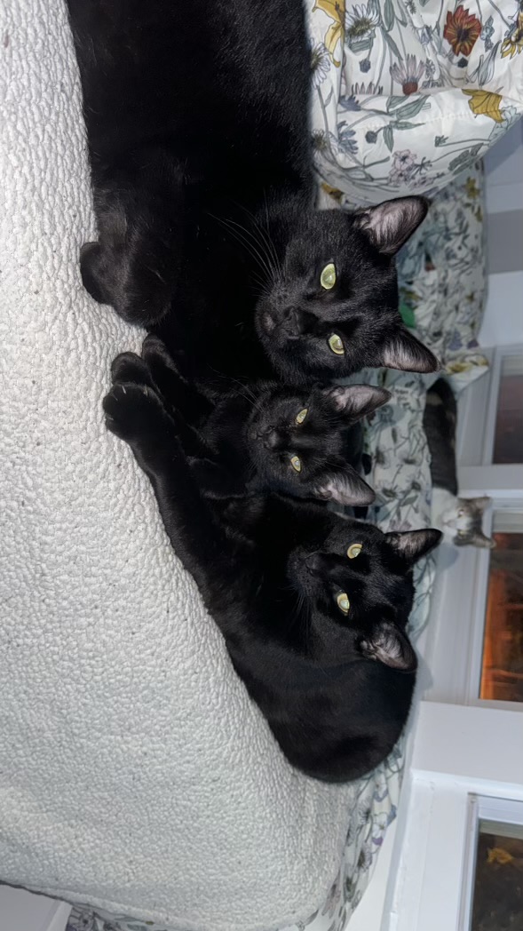 Cat for adoption Onyx, a Bombay Mix in Westville, NJ Petfinder