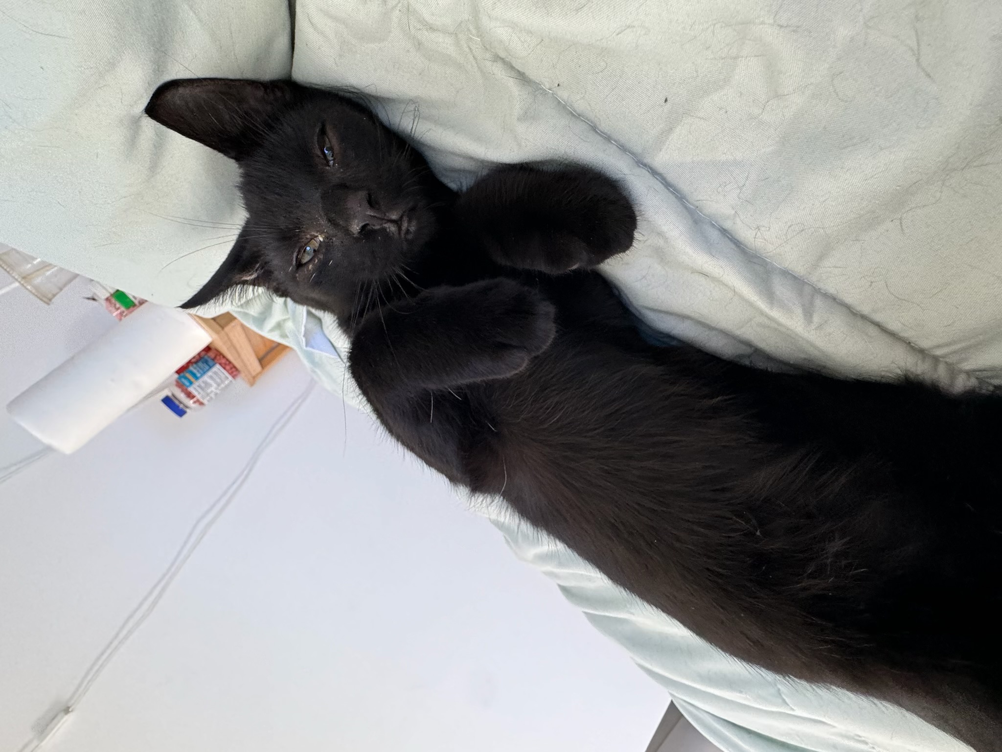 Cat for adoption Onyx, a Bombay Mix in Westville, NJ Petfinder