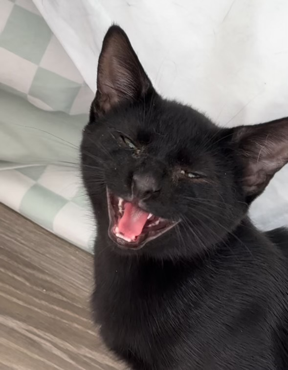 Cat for adoption Onyx, a Bombay Mix in Westville, NJ Petfinder