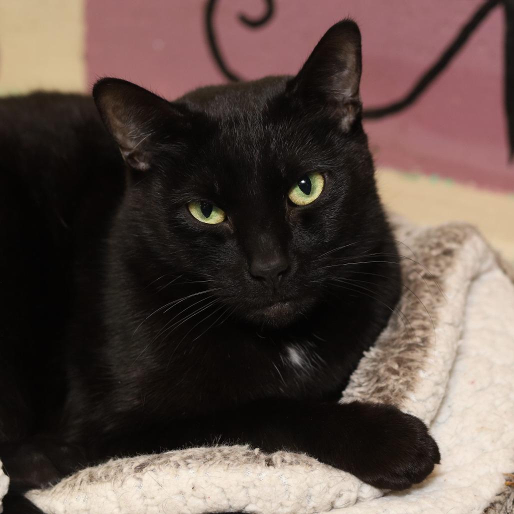 Enlarge Lucky, a Adoptable Domestic Short Hair in Evansville, IN image 1/4