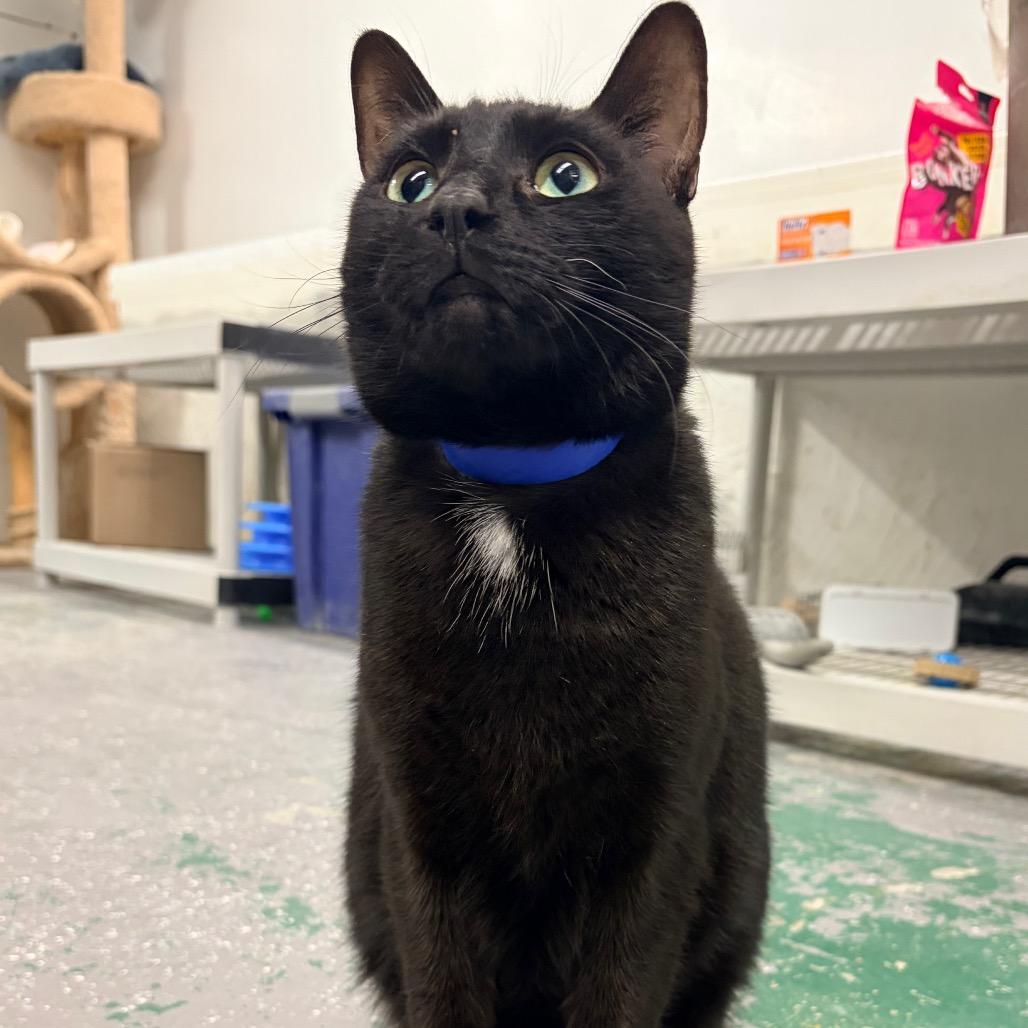 Enlarge Lucky, a Adoptable Domestic Short Hair in Evansville, IN image 2/4