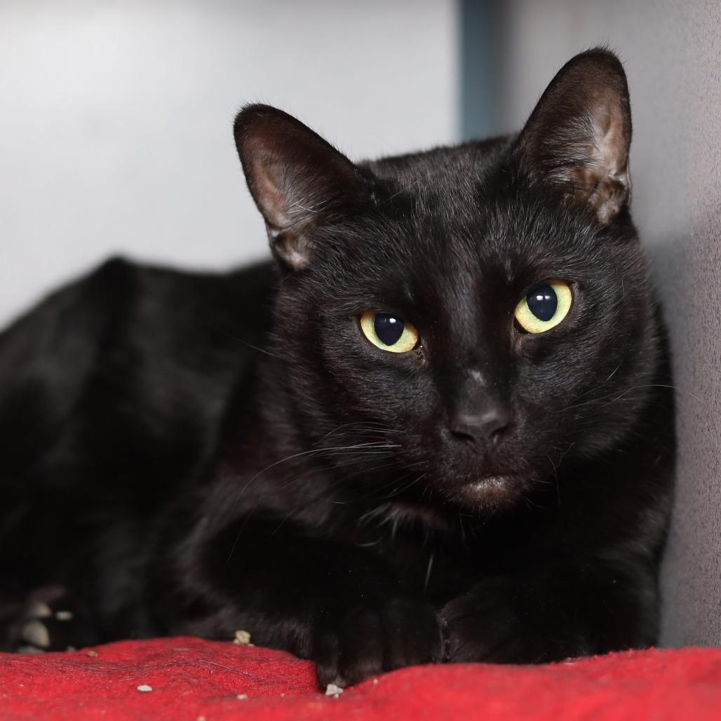 Enlarge Lucky, a Adoptable Domestic Short Hair in Evansville, IN image 3/4