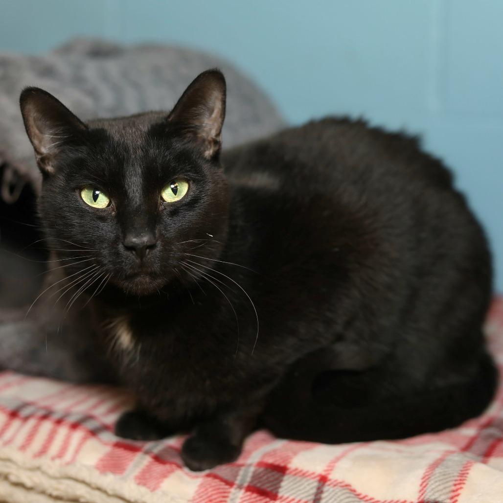 Enlarge Lucky, a Adoptable Domestic Short Hair in Evansville, IN image 4/4