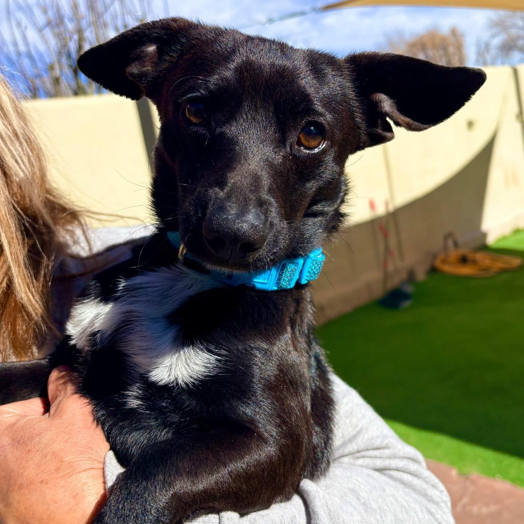 Holmes — thumbnail 2