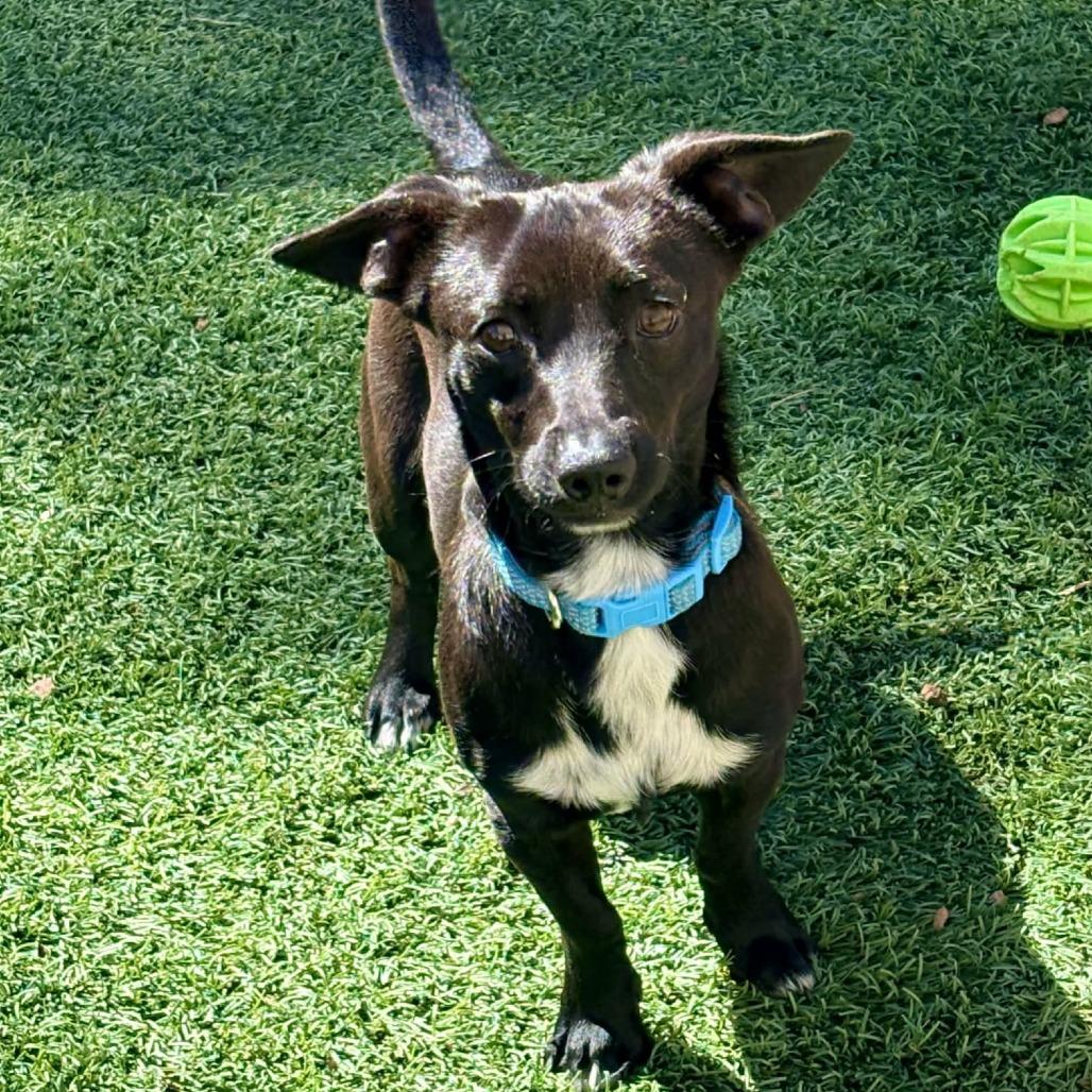 Holmes — thumbnail 3