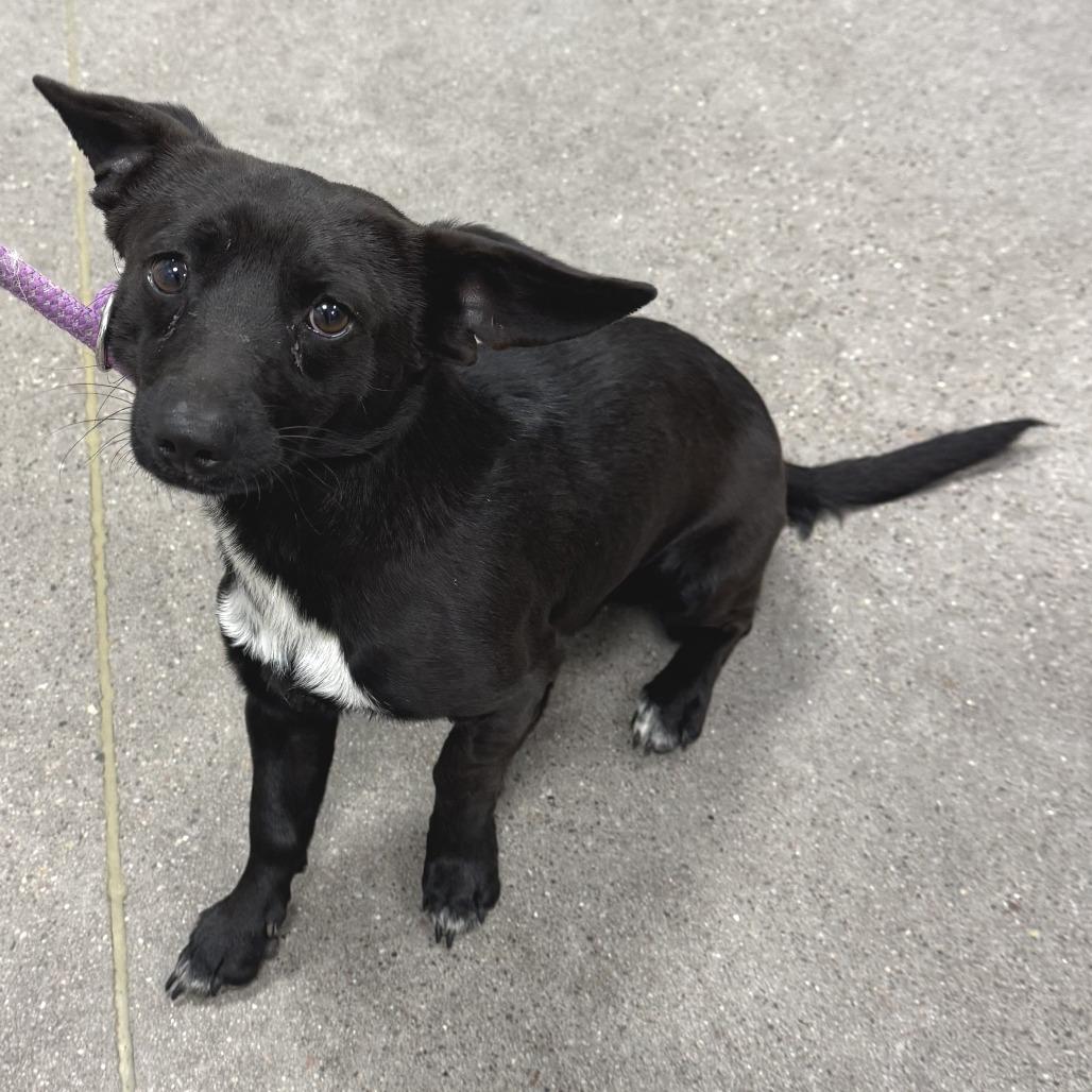 Holmes — thumbnail 4