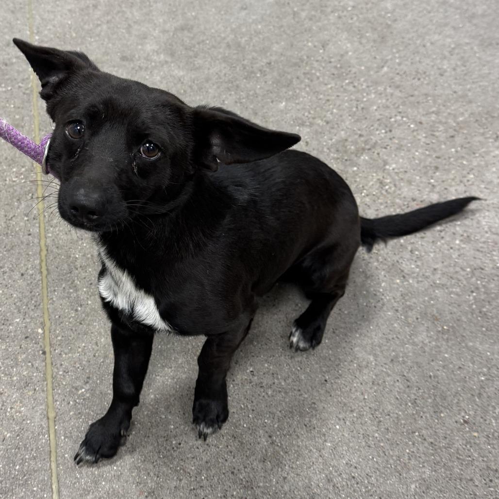 Holmes — thumbnail 5