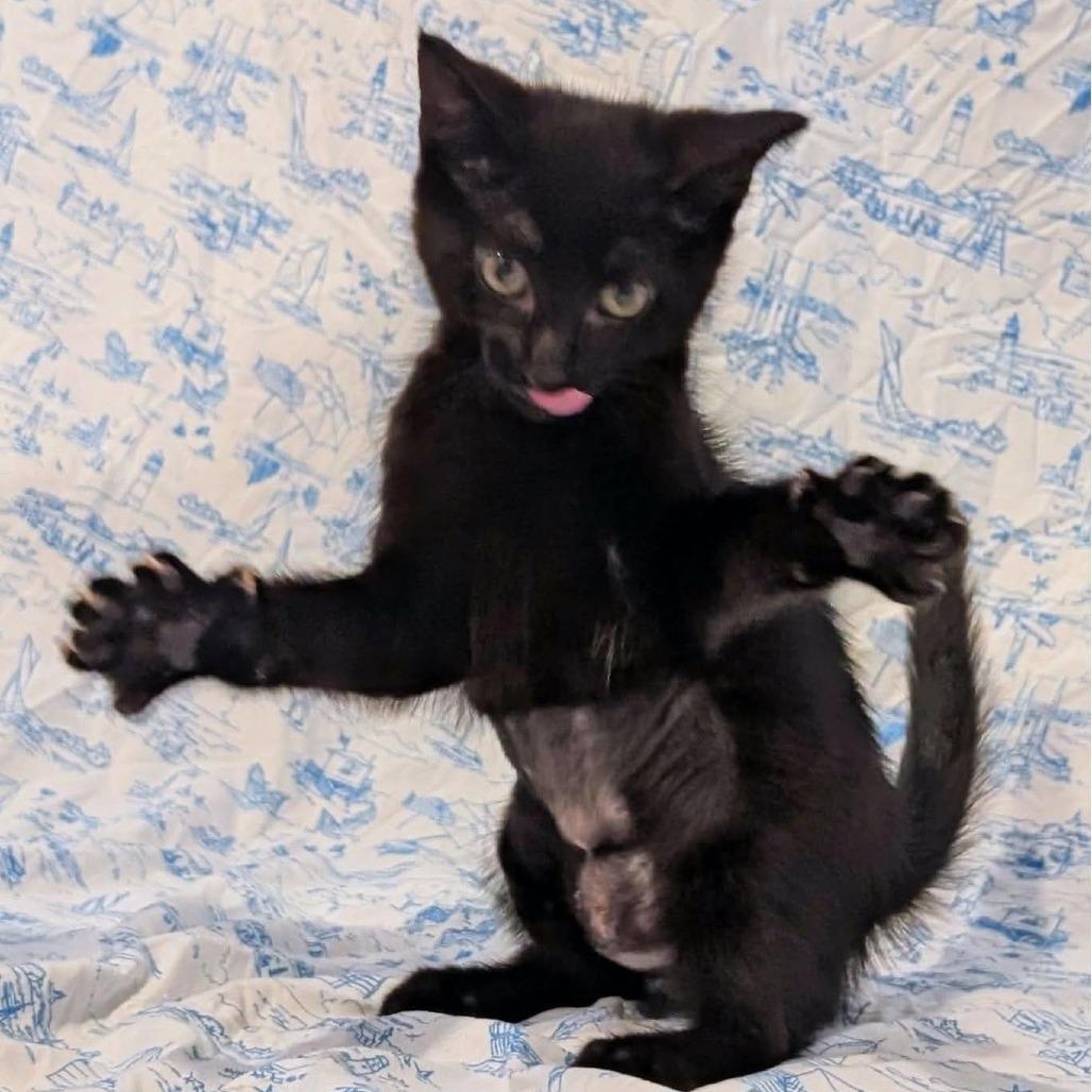 Marceline, a Adoptable Domestic Short Hair in Lutz, FL image 1/5