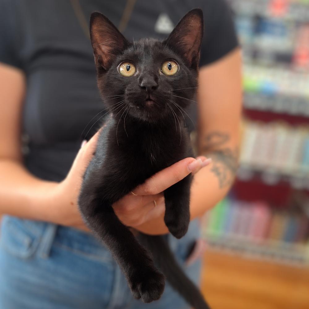 Marceline, a Adoptable Domestic Short Hair in Lutz, FL image 2/5