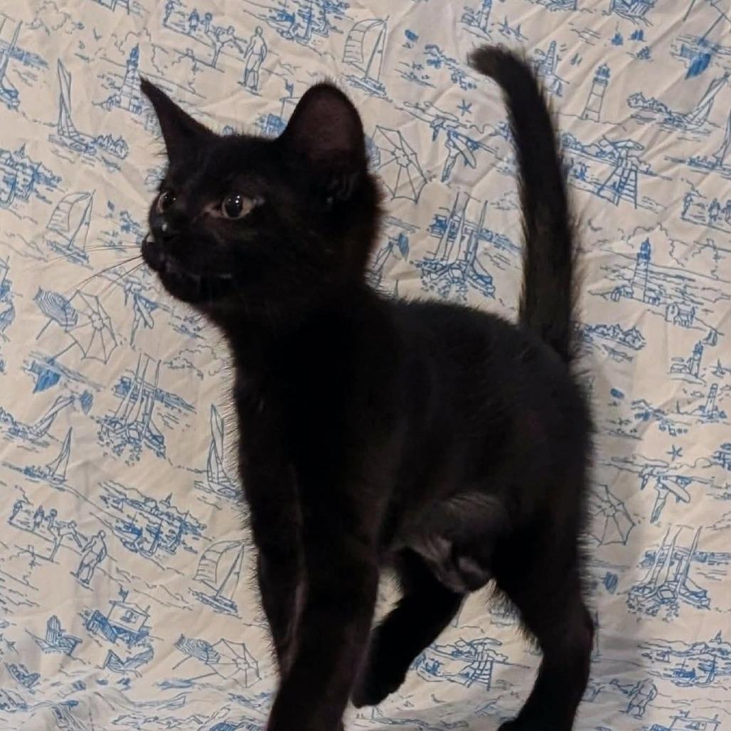 Marceline, a Adoptable Domestic Short Hair in Lutz, FL image 3/5