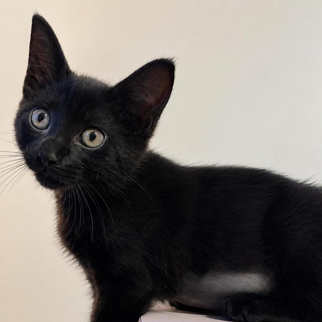 Marceline, a Adoptable Domestic Short Hair in Lutz, FL image 4/5