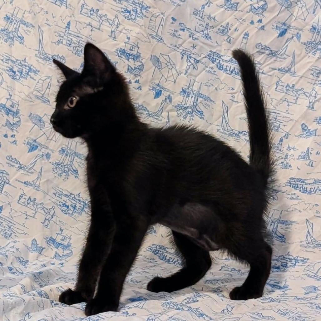 Marceline, a Adoptable Domestic Short Hair in Lutz, FL image 5/5