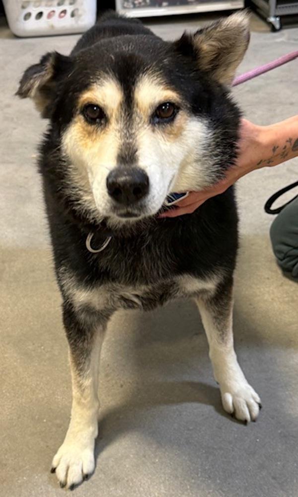 Sally, Adoptable, Adult Female Australian Cattle Dog / Blue Heeler.