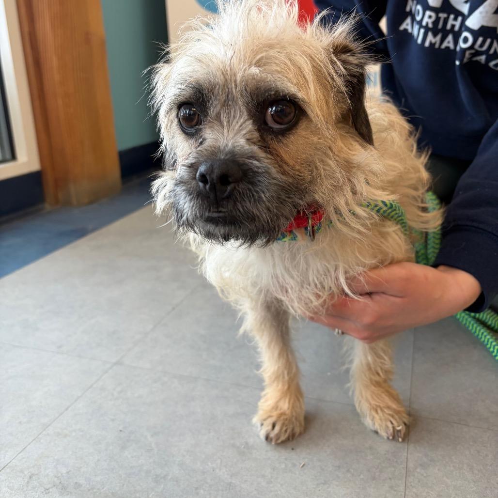 Gooseberry, Adoptable, Adult Female Terrier & Mixed Breed.