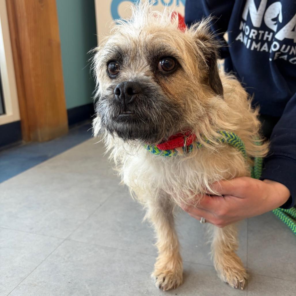 Enlarge Gooseberry, a Adoptable mixed breed in Morrisville, VT image 2/5