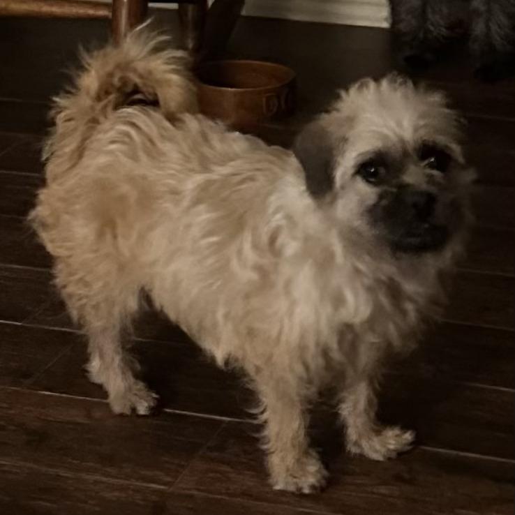 Enlarge Gooseberry, a Adoptable mixed breed in Morrisville, VT image 3/5