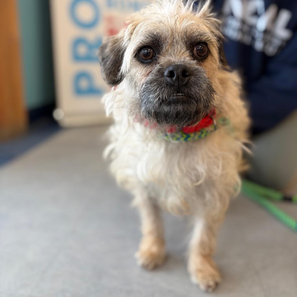 Enlarge Gooseberry, a Adoptable mixed breed in Morrisville, VT image 4/5