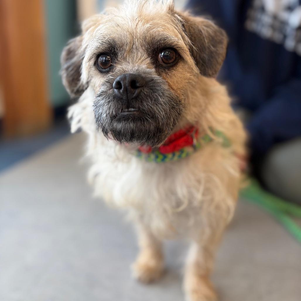 Enlarge Gooseberry, a Adoptable mixed breed in Morrisville, VT image 5/5