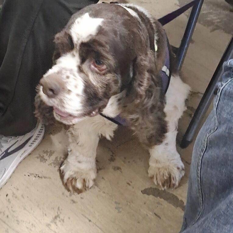 Enlarge Finn, a ADOPTABLE mixed breed in Tucson, AZ image 3/3