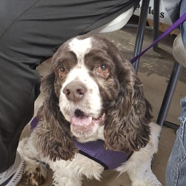 Finn, ADOPTABLE, Adult Male Cocker Spaniel.