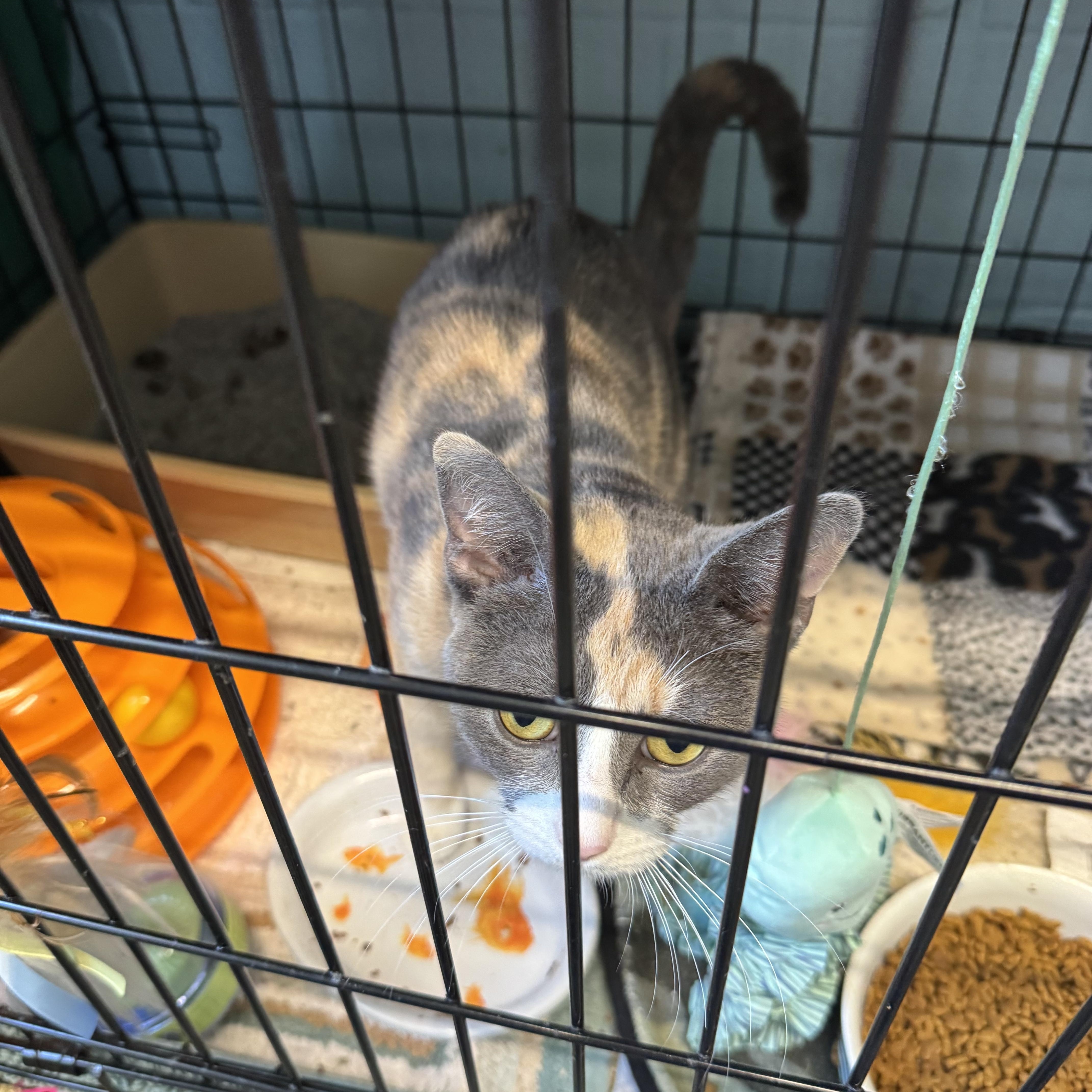 Enlarge Callie, an adopted Domestic Short Hair in Warren, OH image 2/5