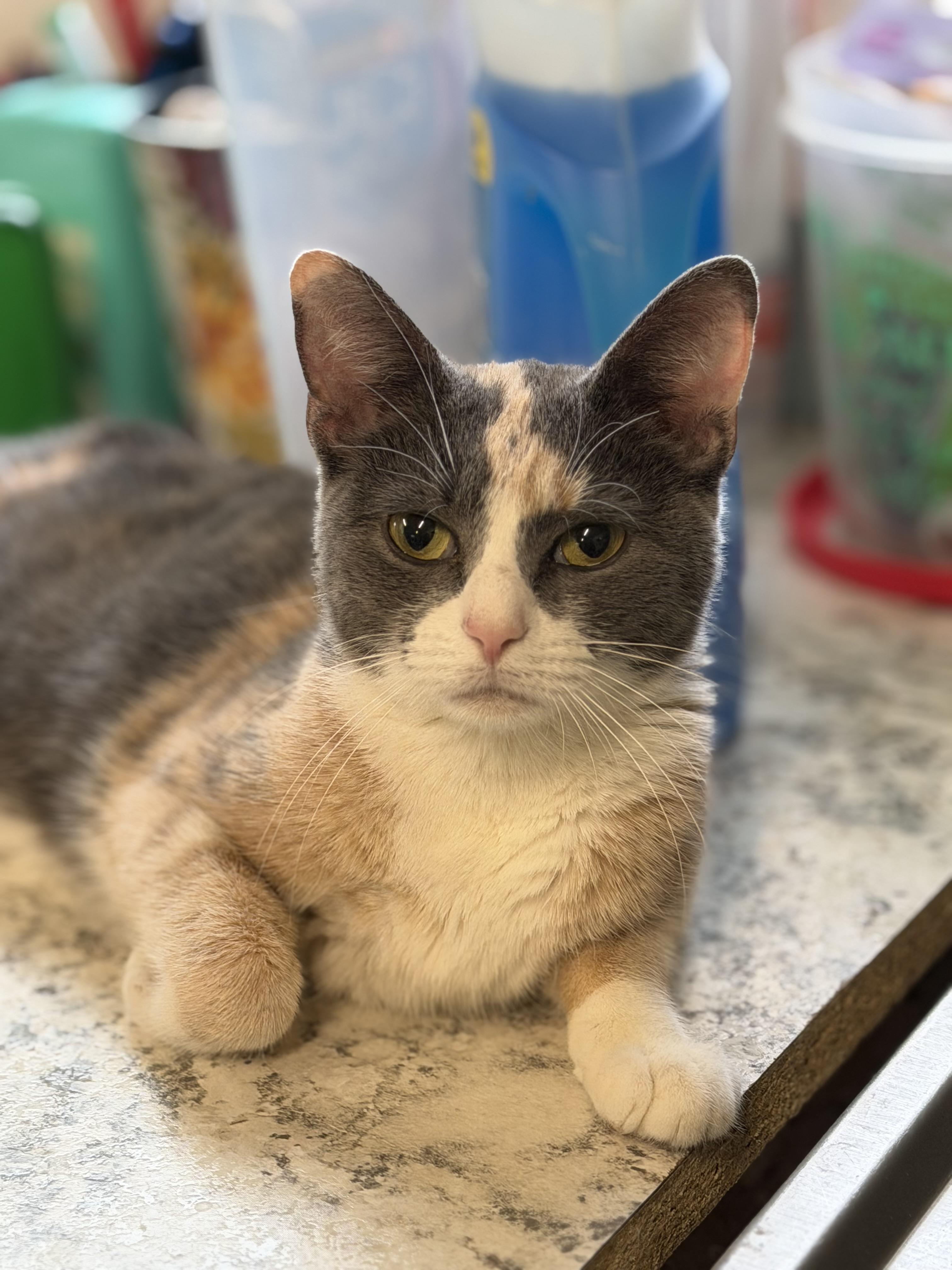 Enlarge Callie, an adopted Domestic Short Hair in Warren, OH image 4/5