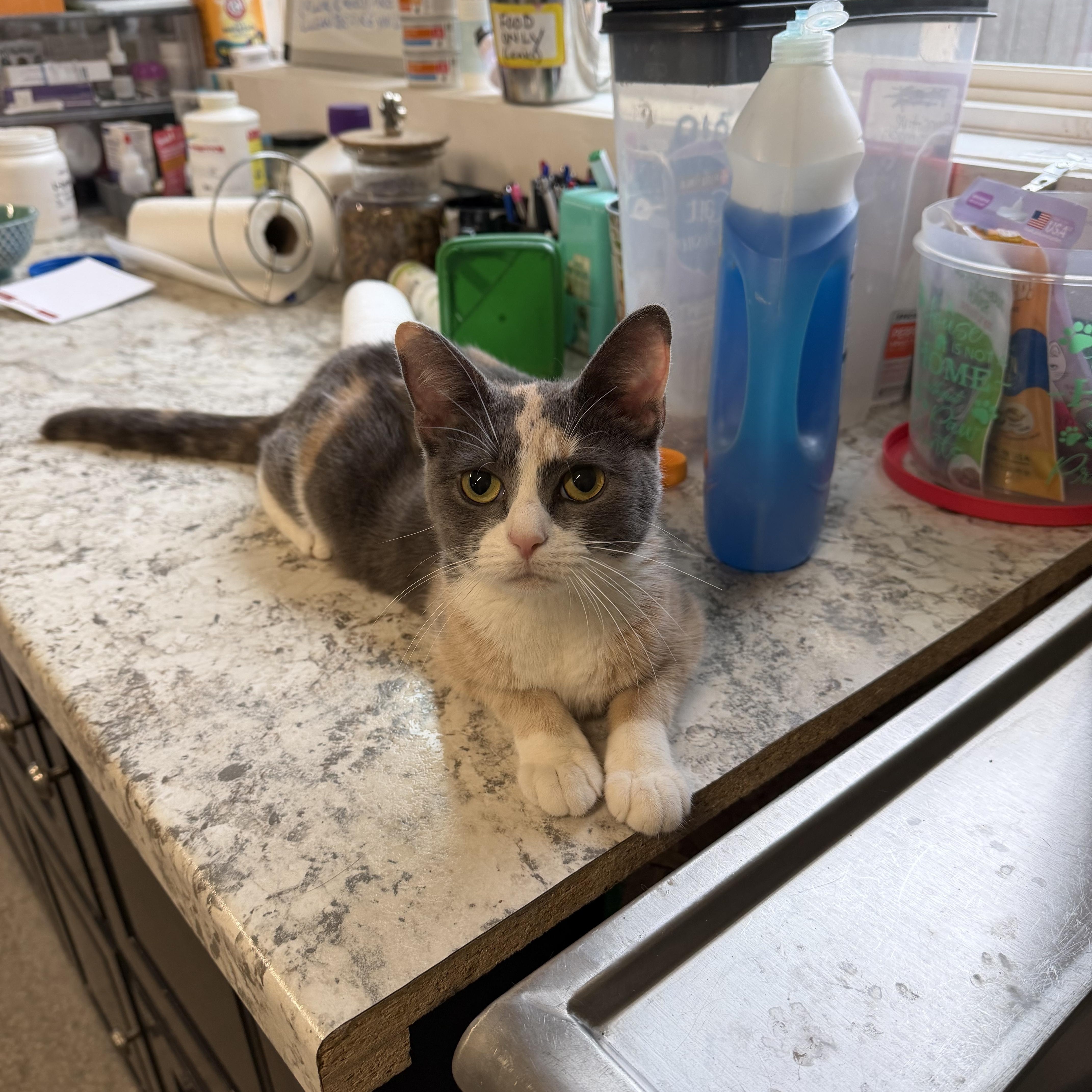 Enlarge Callie, an adopted Domestic Short Hair in Warren, OH image 5/5