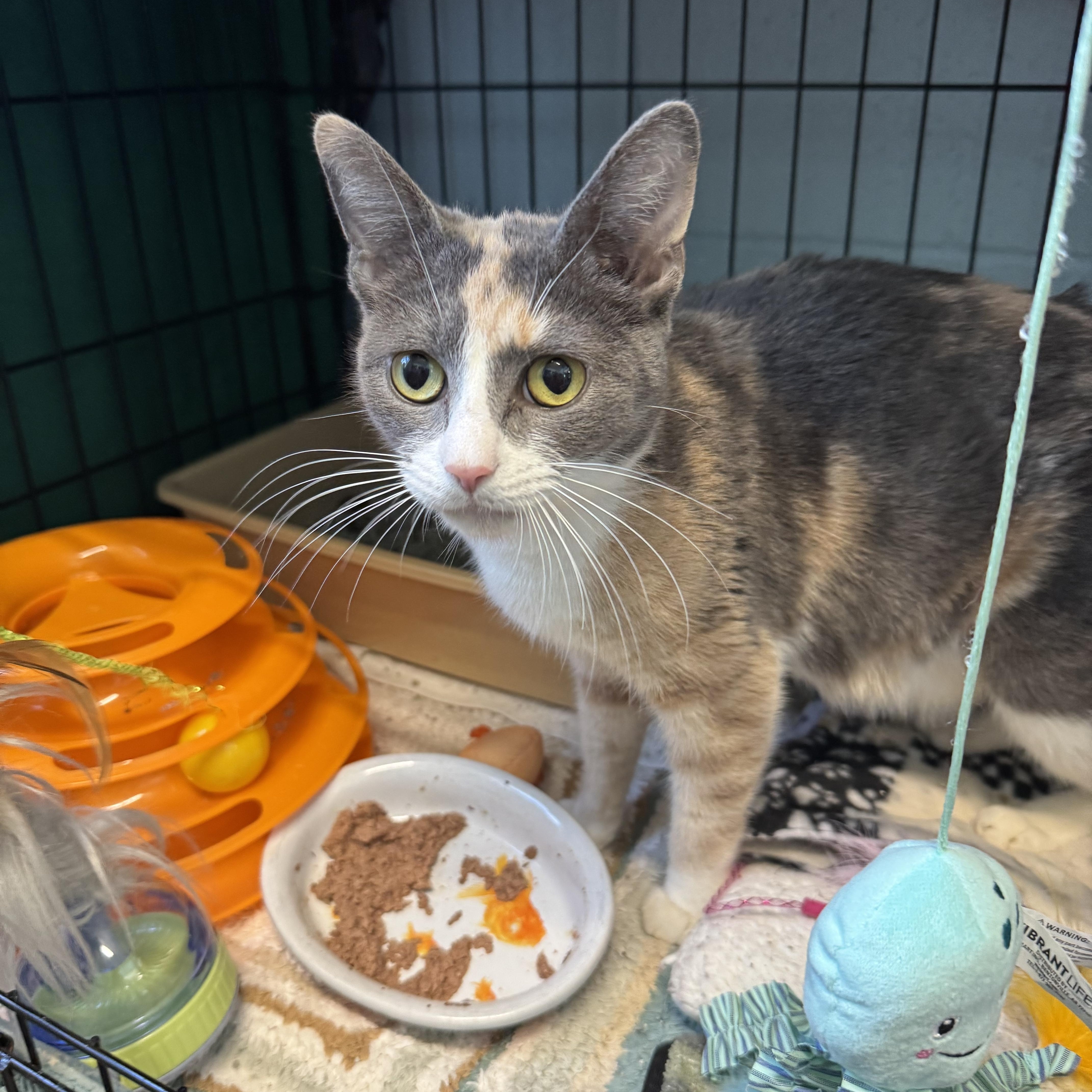 Enlarge Callie, an adopted Domestic Short Hair in Warren, OH image 1/5