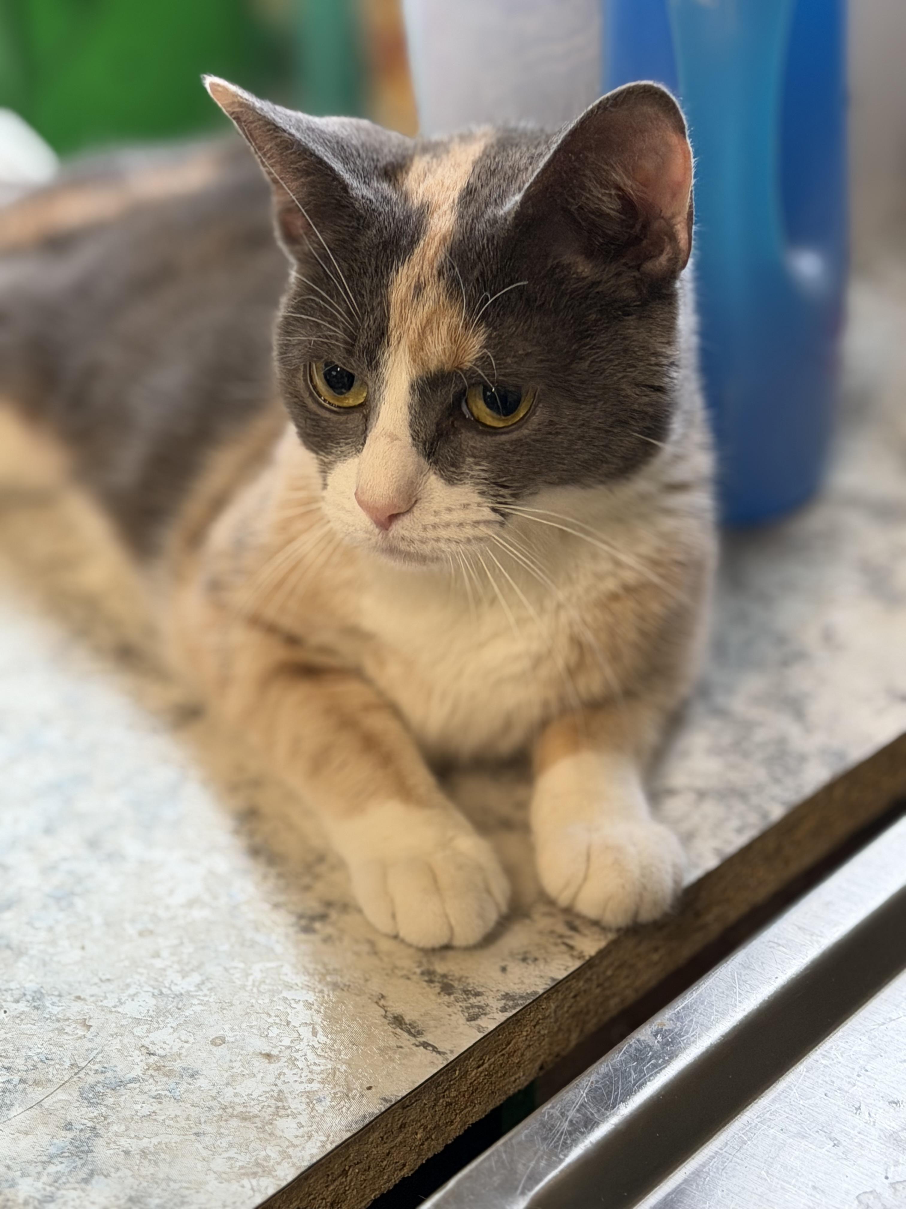 Enlarge Callie, an adopted Domestic Short Hair in Warren, OH image 3/5