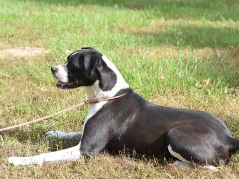 Roxy, a Adoptable mixed breed in Austin, TX image 4/6