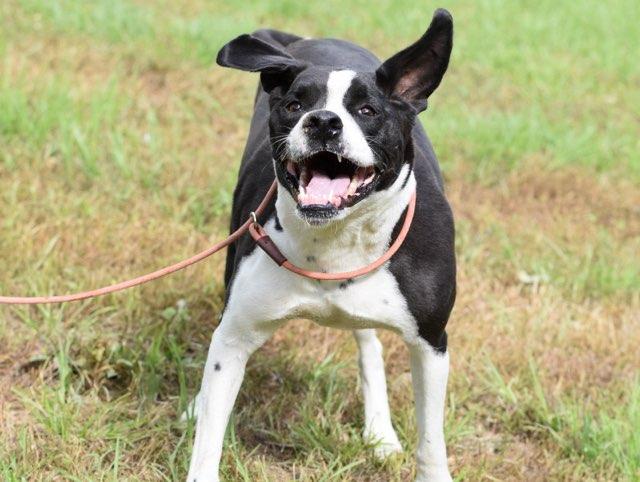 Roxy, a Adoptable mixed breed in Austin, TX image 3/6