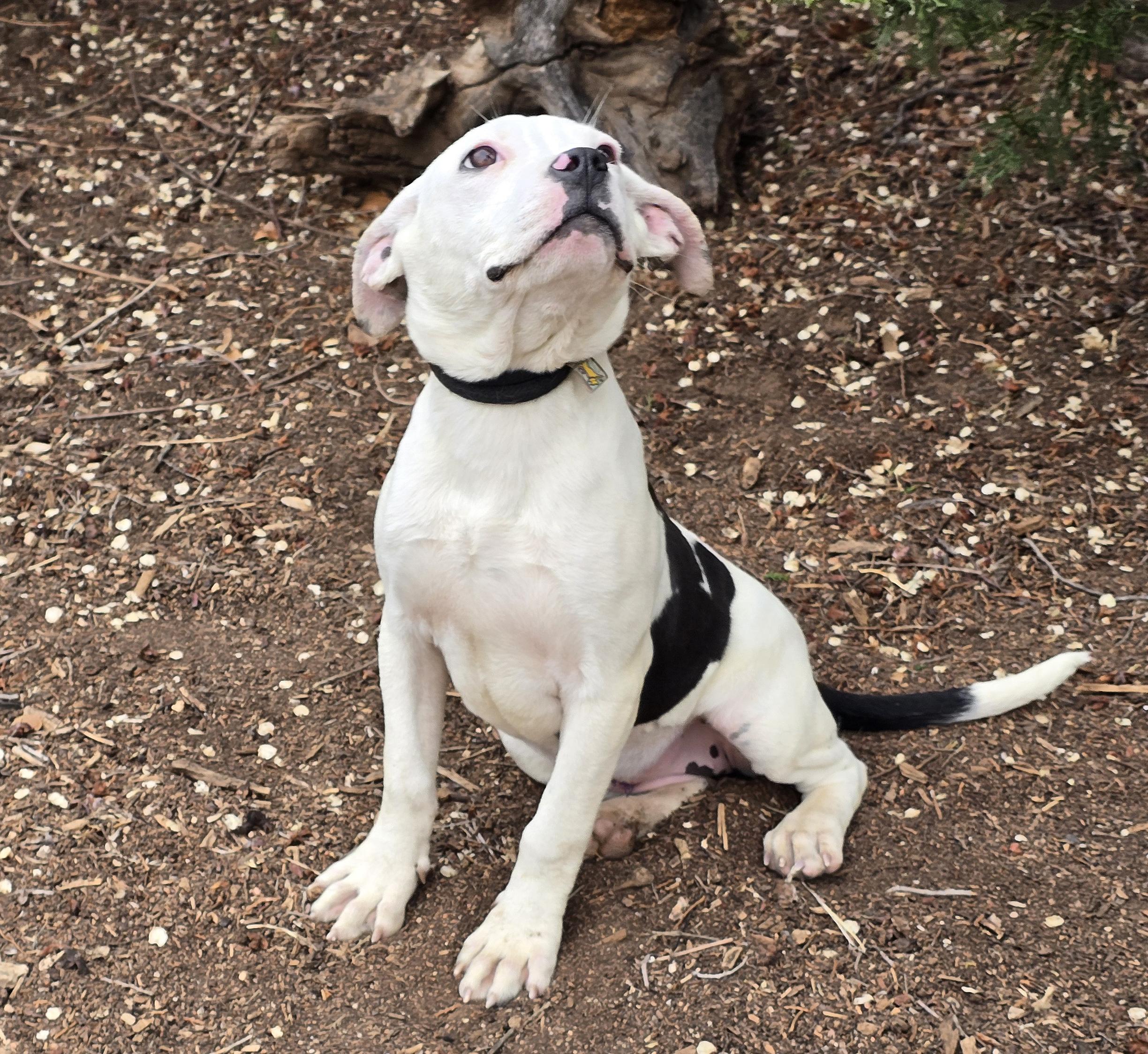 Enlarge Sweet Lil Sister Panda~ DARLING Pup !, an adopted American Staffordshire Terrier in Albuquerque, NM image 1/1