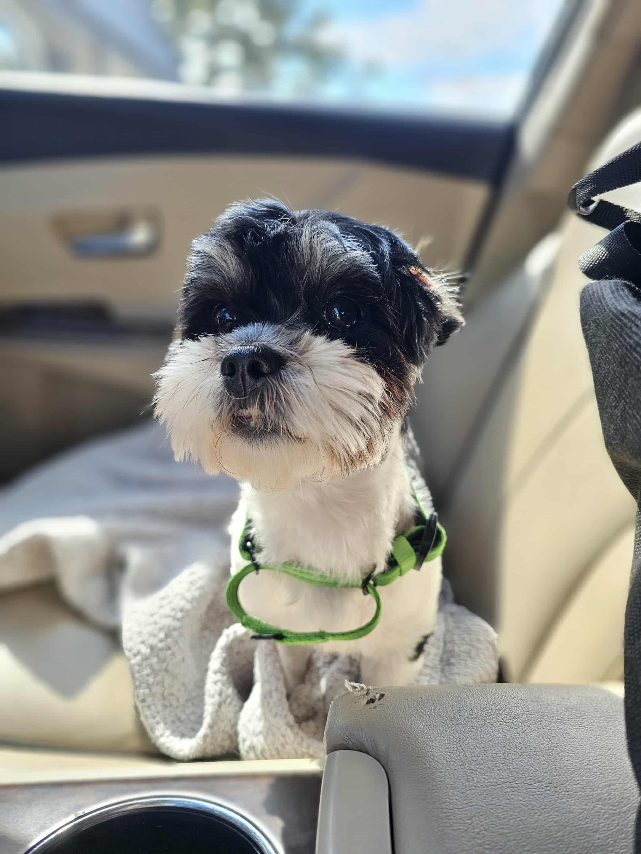 Enlarge Talita, a Adopted mixed breed in COVINGTON, WA image 1/6