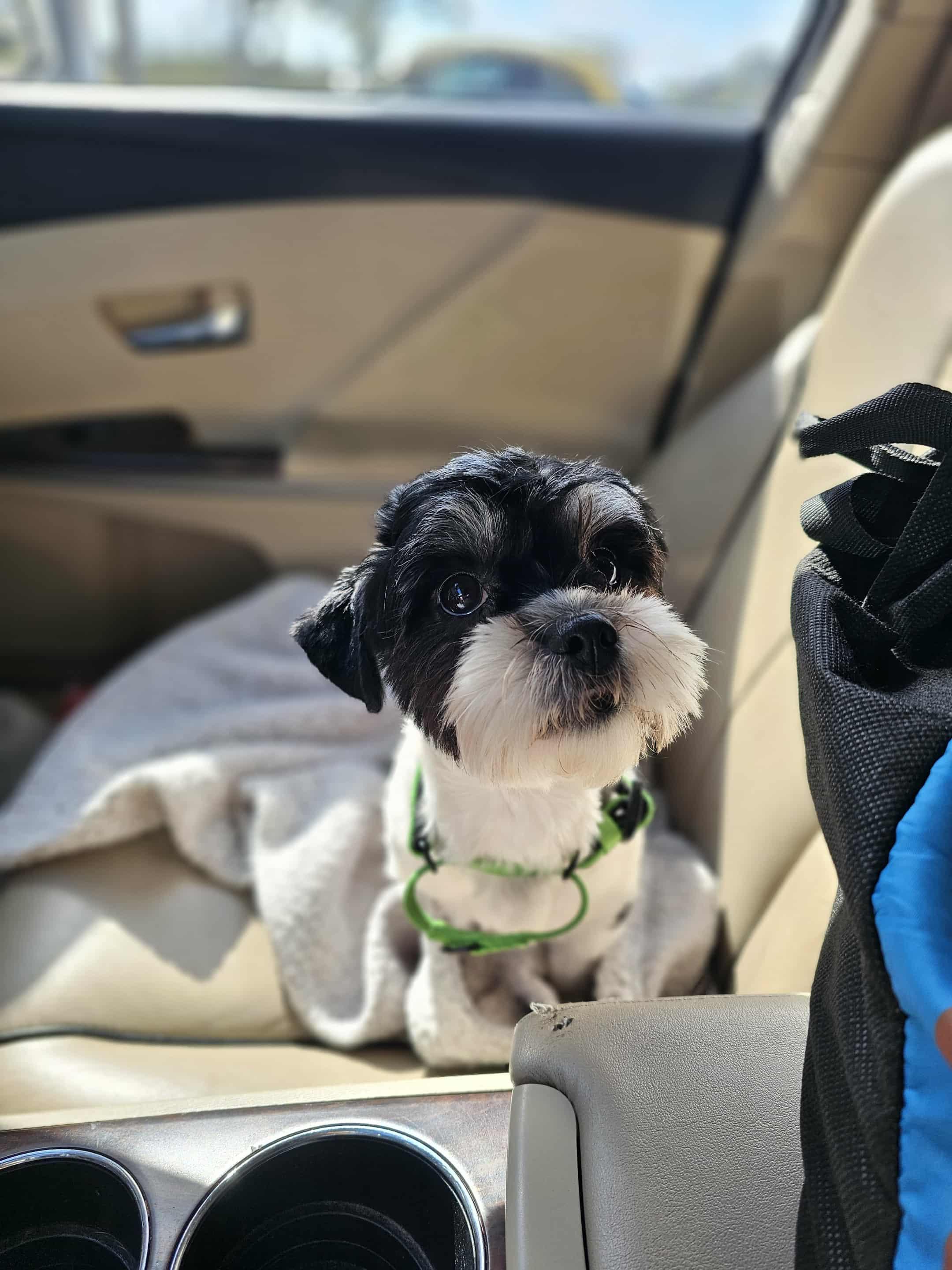 Enlarge Talita, a Adopted mixed breed in COVINGTON, WA image 2/6