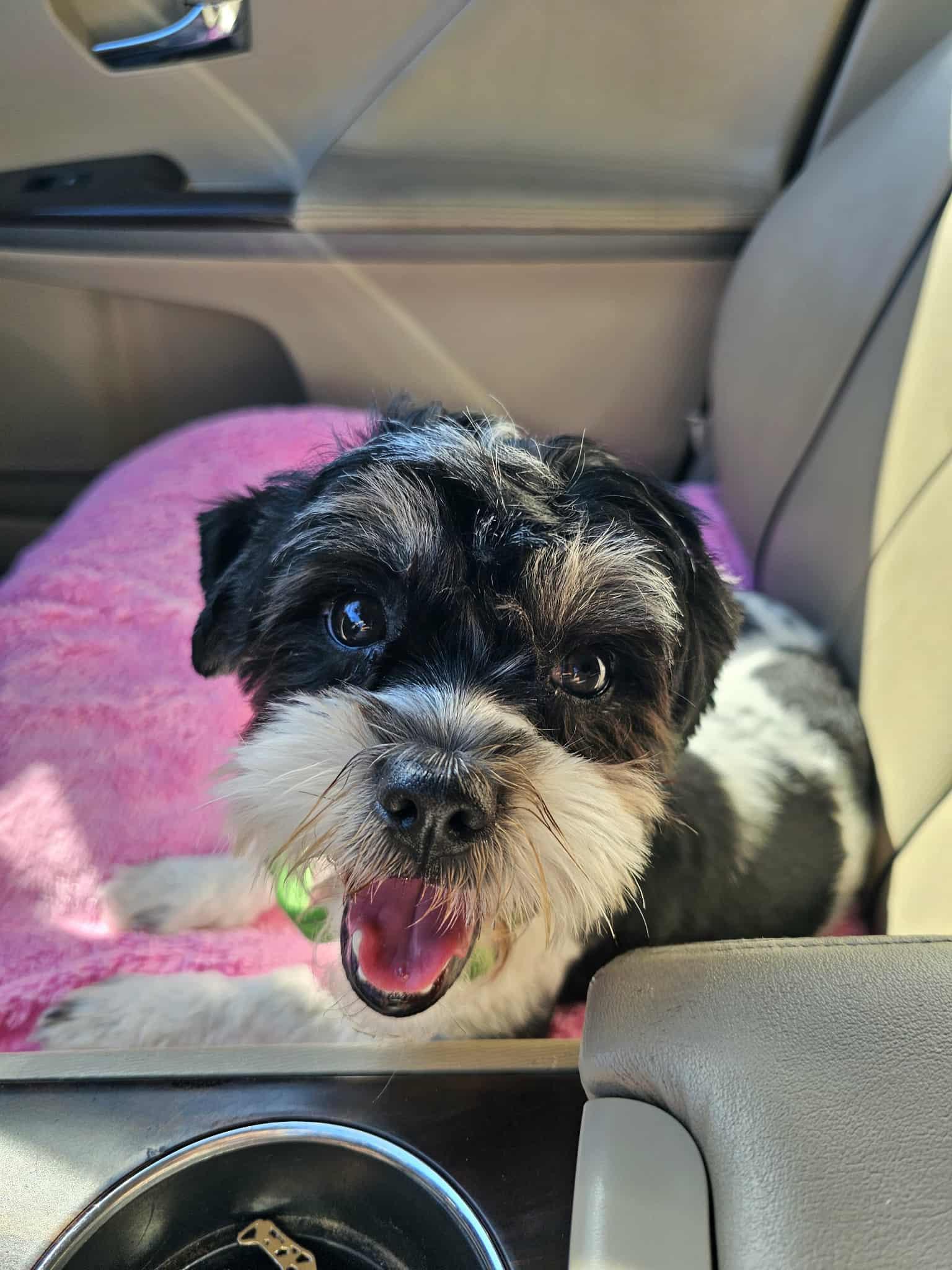 Enlarge Talita, a Adopted mixed breed in COVINGTON, WA image 3/6