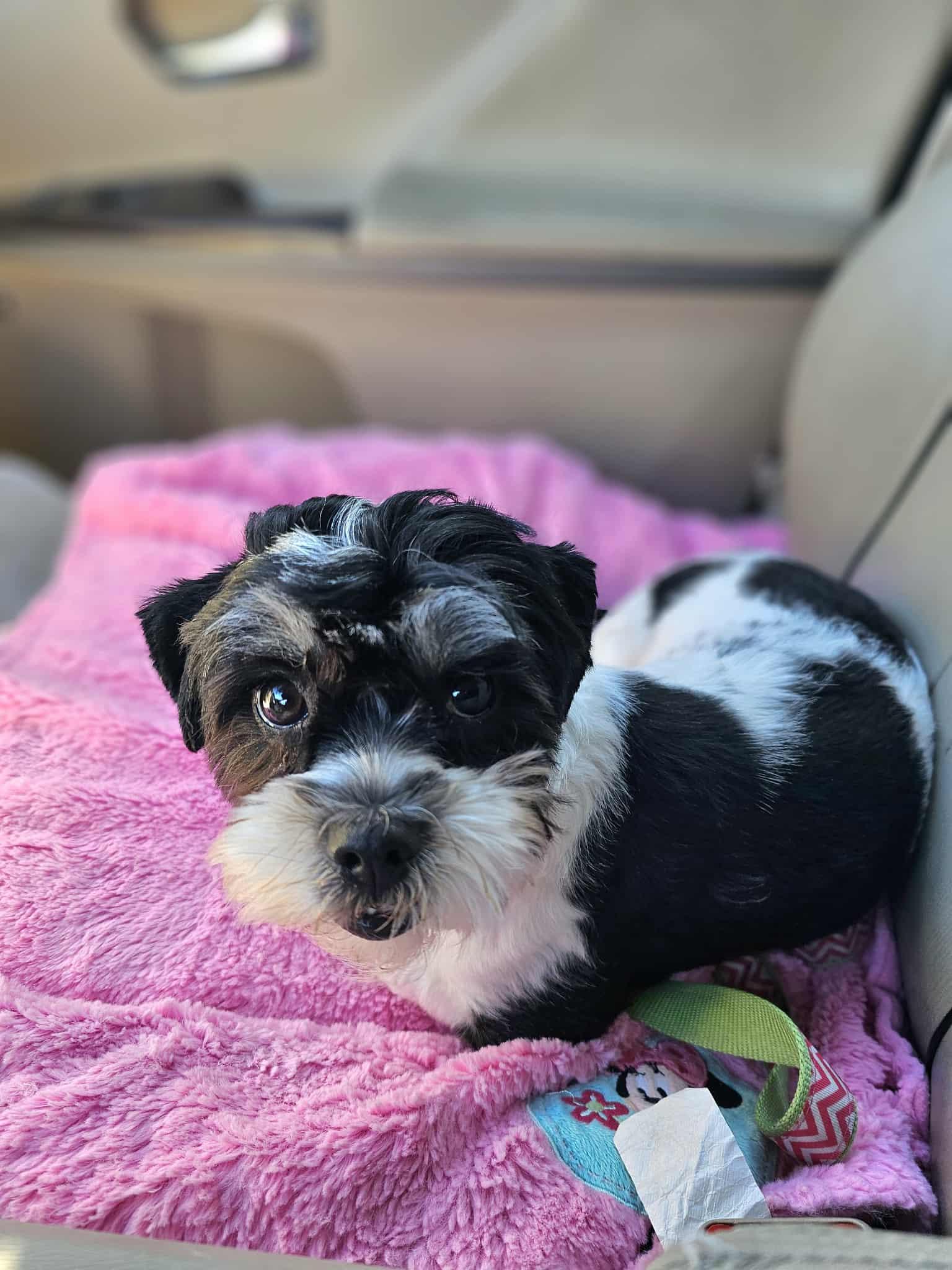 Enlarge Talita, a Adopted mixed breed in COVINGTON, WA image 4/6