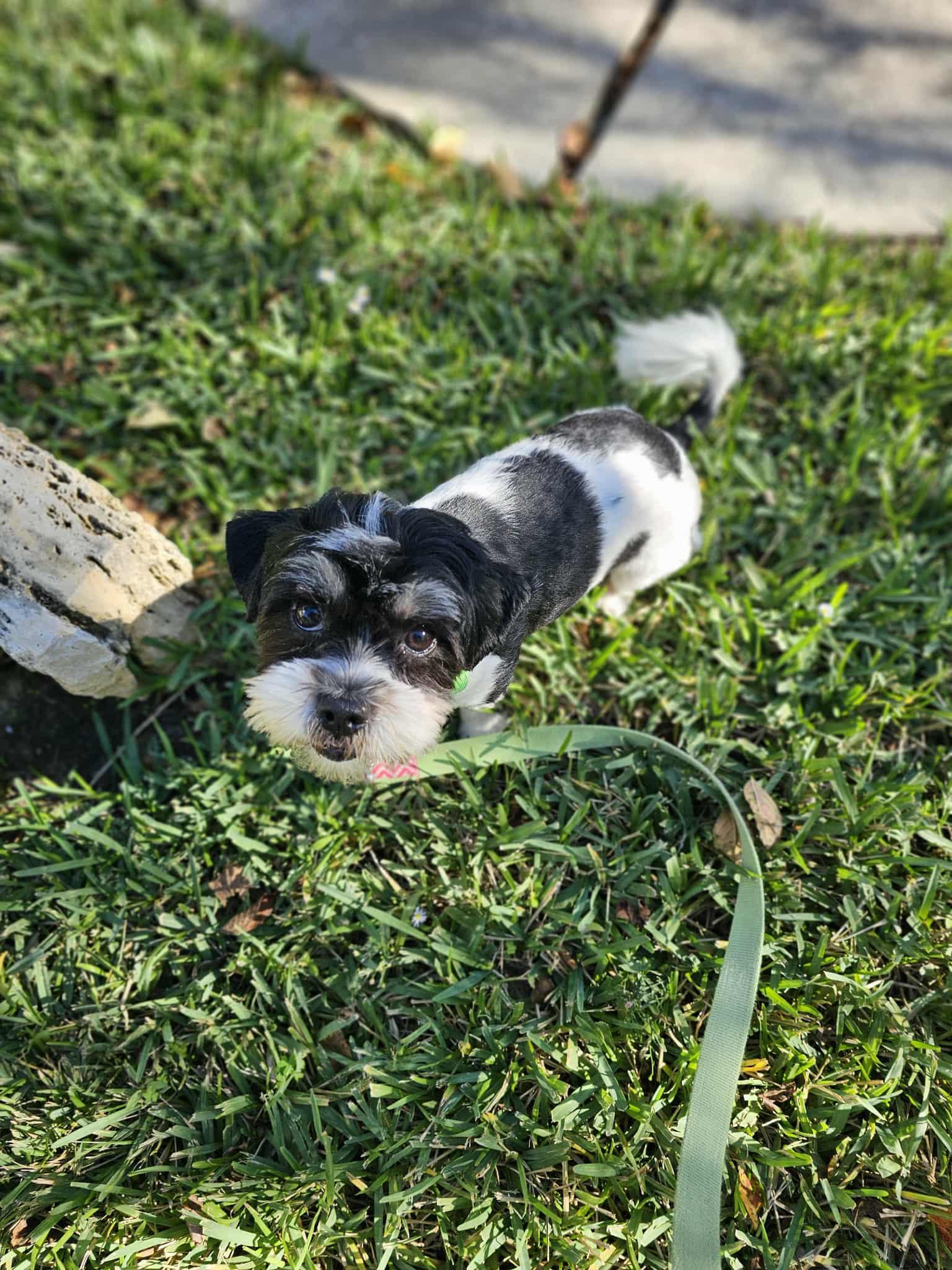 Enlarge Talita, a Adopted mixed breed in COVINGTON, WA image 5/6