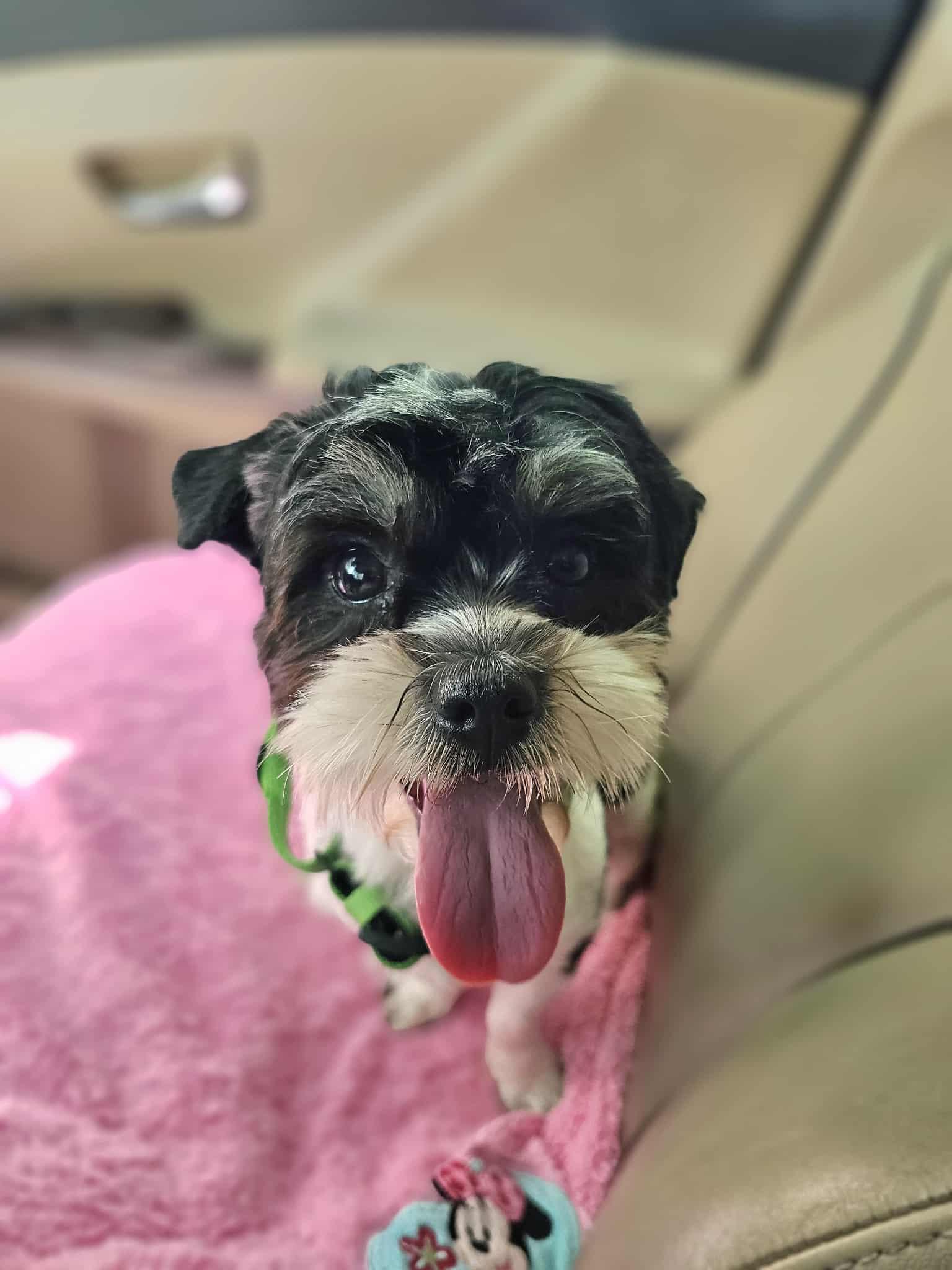 Enlarge Talita, a Adopted mixed breed in COVINGTON, WA image 6/6