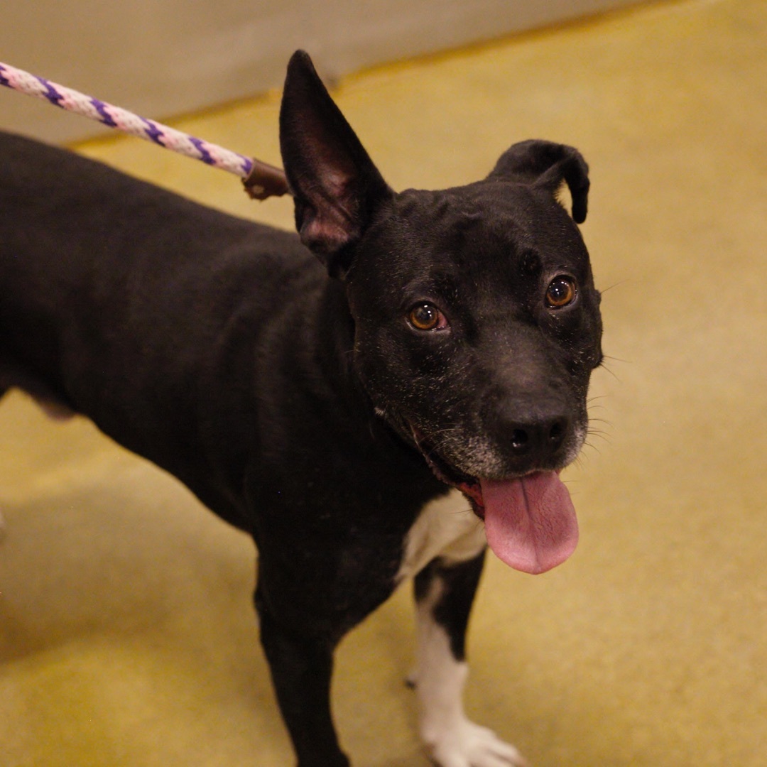 Enlarge Buddy, a Adoptable mixed breed in Tulsa, OK image 1/4