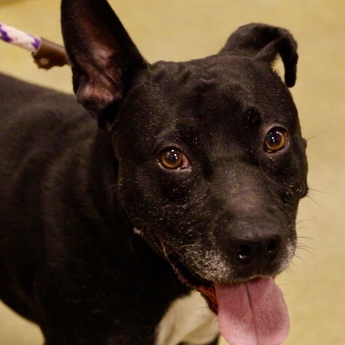 Buddy - Lancashire Heeler, Adoptable, Young Male Lancashire Heeler & Black Labrador Retriever.