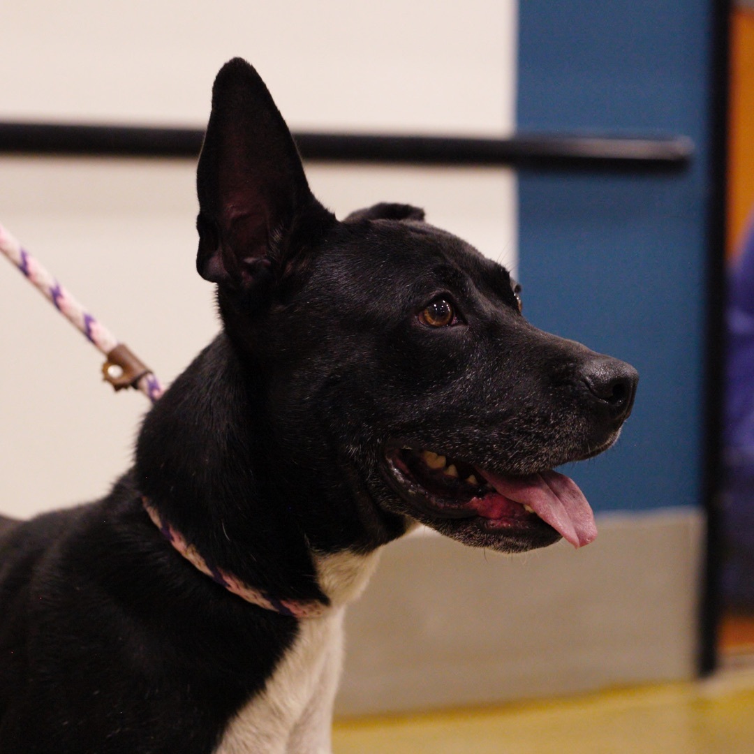 Enlarge Buddy, a Adoptable mixed breed in Tulsa, OK image 2/4