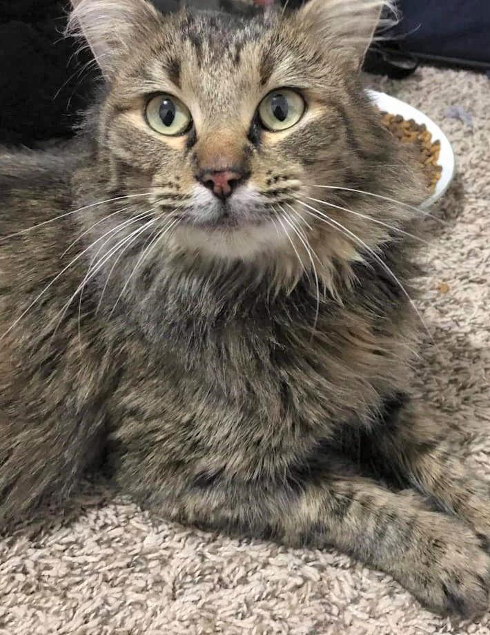 Blueberry — thumbnail 2