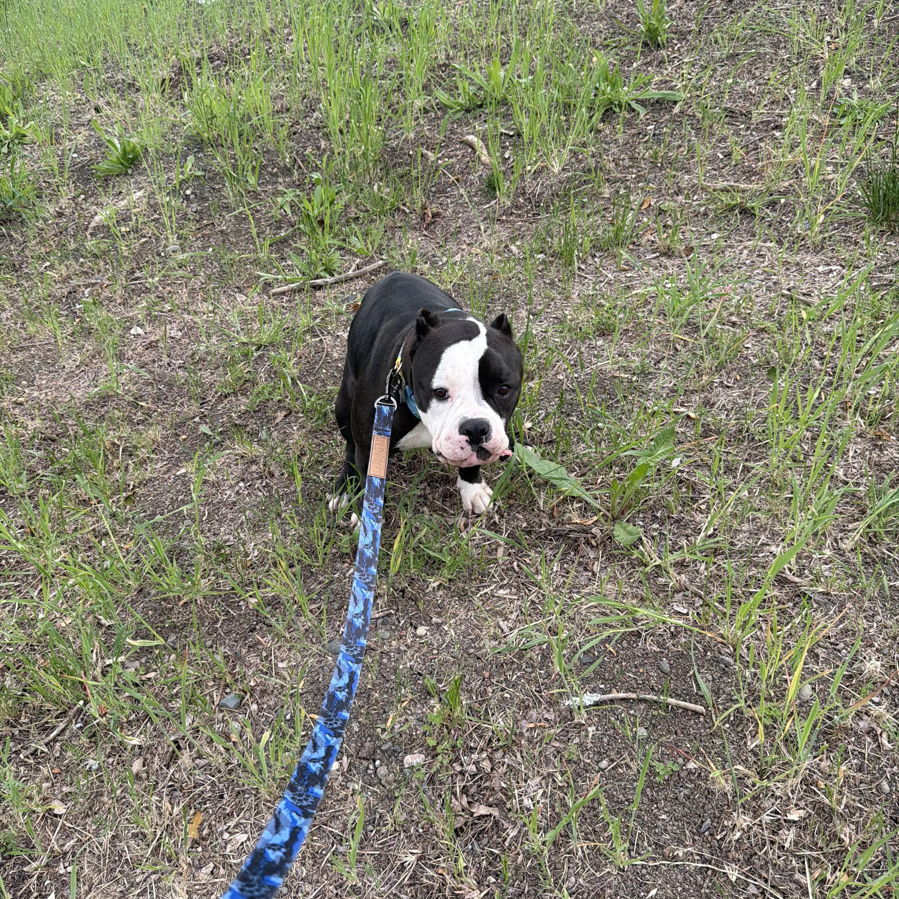 Enlarge Hugo, an adoptable mixed breed in San Rafael, CA image 5/6