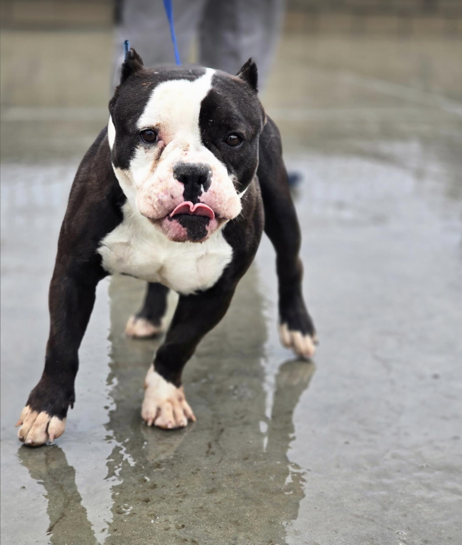 Enlarge Hugo, an adoptable mixed breed in San Rafael, CA image 4/6