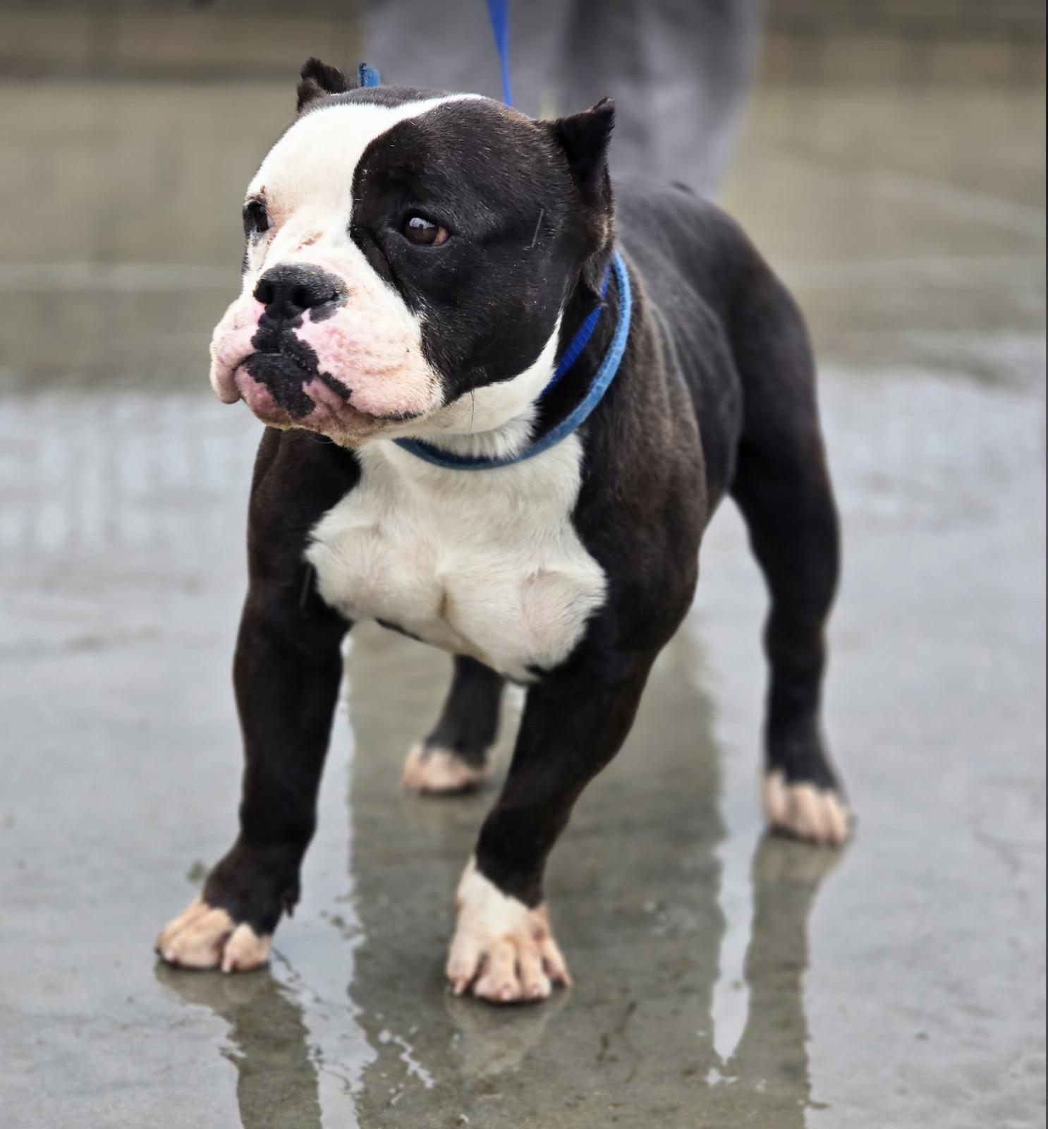 Enlarge Hugo, an adoptable mixed breed in San Rafael, CA image 3/6