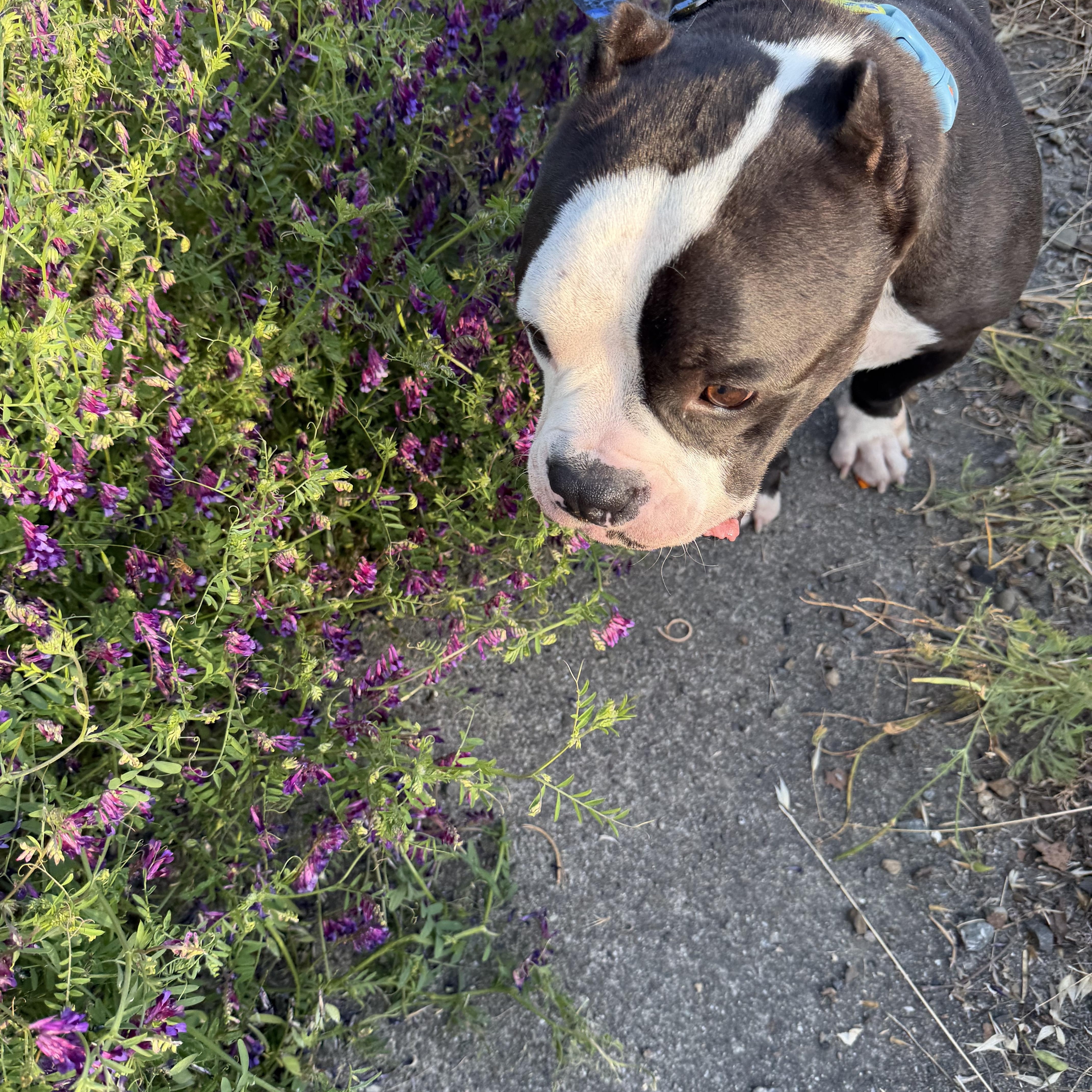 Enlarge Hugo, an adoptable mixed breed in San Rafael, CA image 6/6