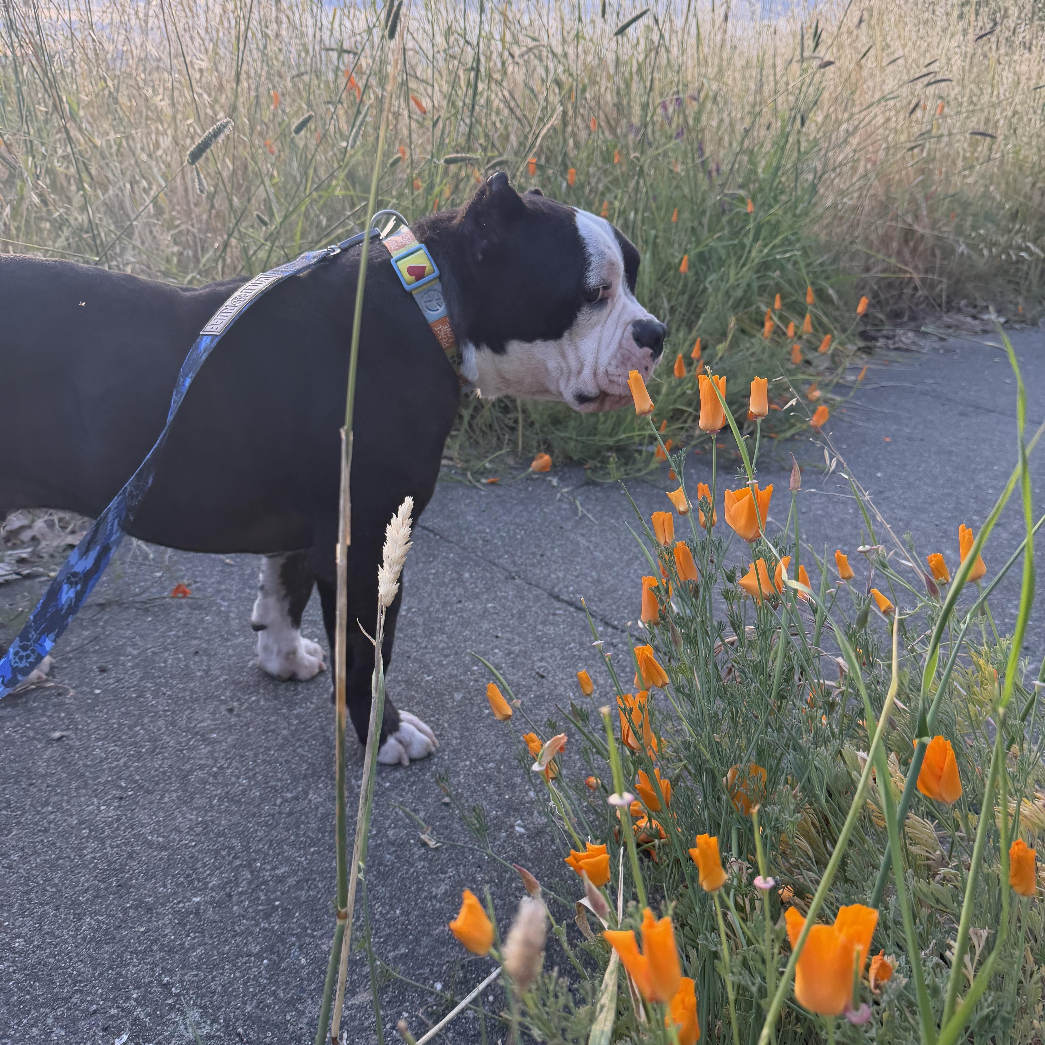 Enlarge Hugo, an adoptable mixed breed in San Rafael, CA image 2/6