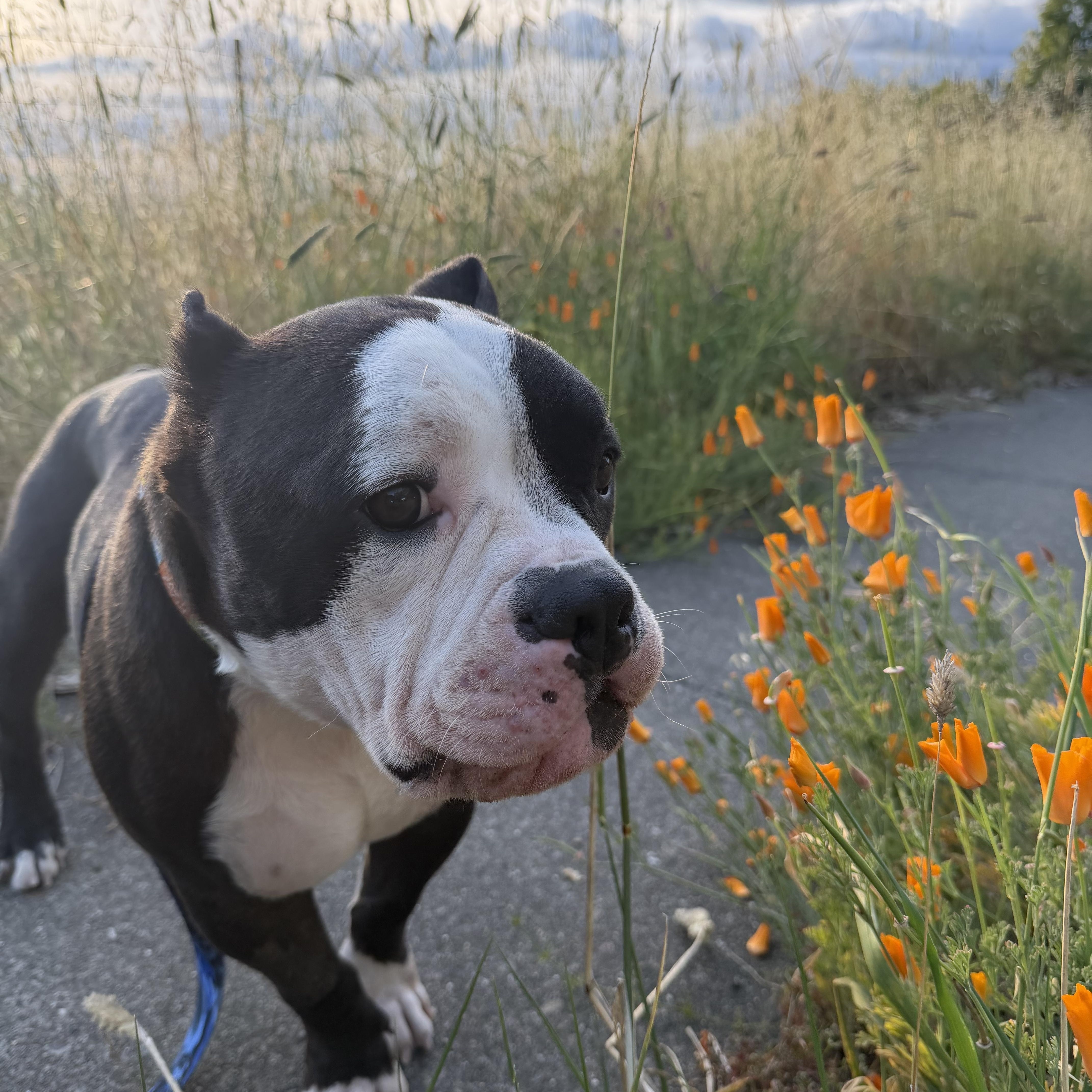 Hugo, adoptable, Adult Male Pit Bull Terrier & English Bulldog.